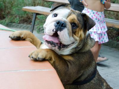 campingtahiti it offerta-vacanza-a-lido-delle-nazioni-in-camping-village-con-accesso-agli-amici-animali-cani 028